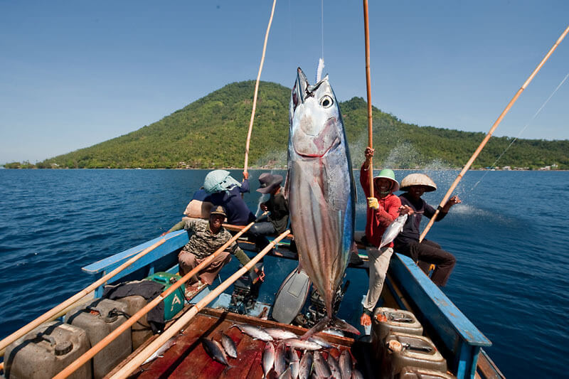 4 Indonesian Fish from Sea Catches is the Biggest Commodity