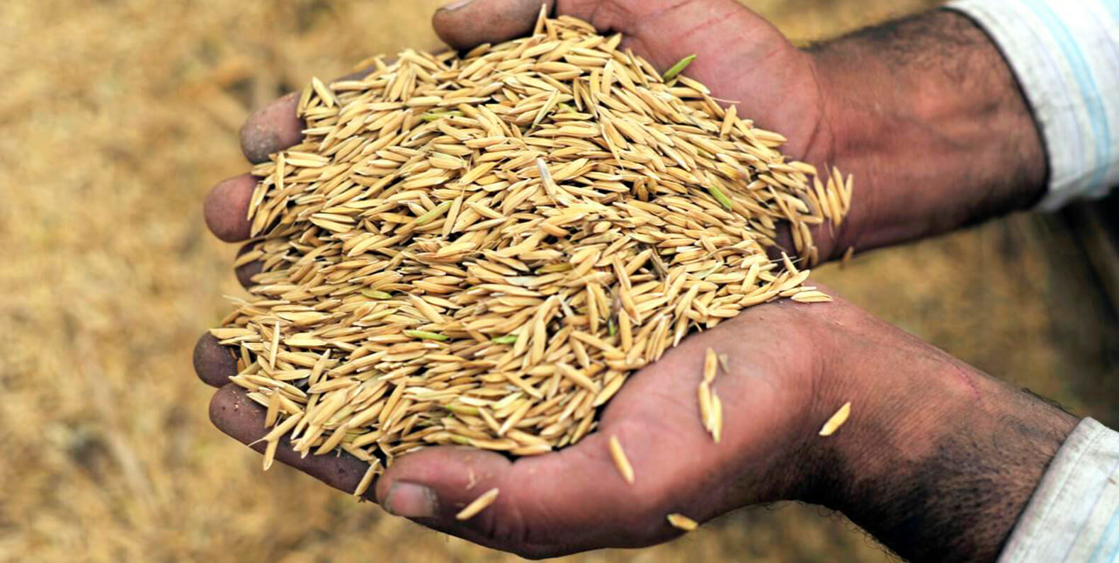 Indonesian Rice Husk is used as energy such as Biomass