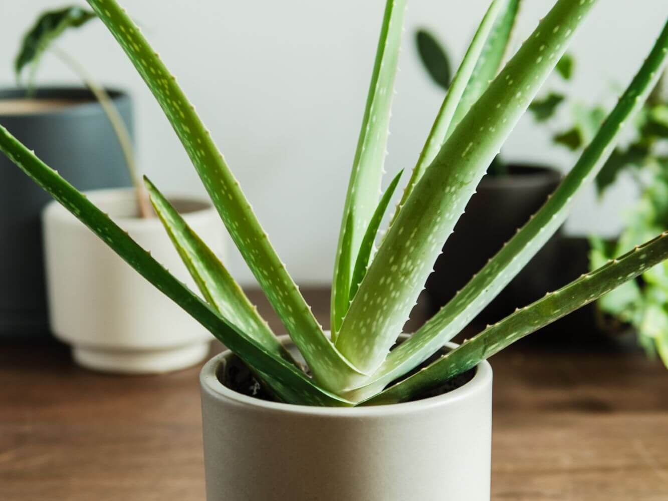 5 Benefits of Aloe Vera for Skin Health and preventing Aging