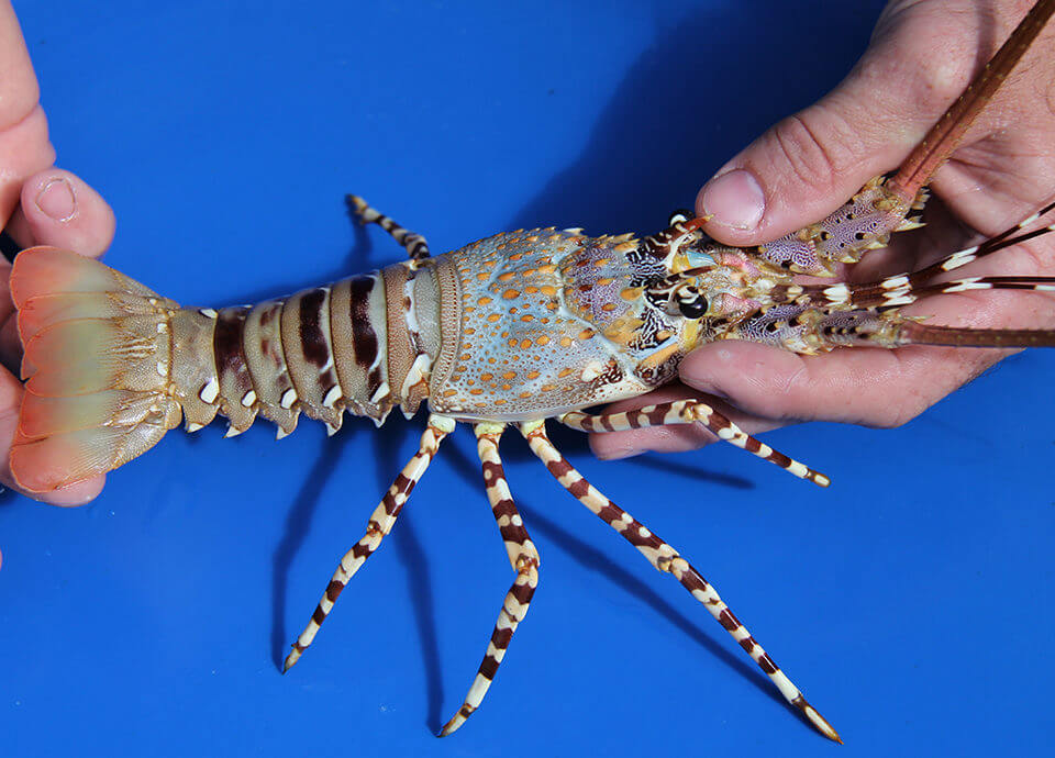 Minister Trenggono Wants to Make Lombok the Center for Lobster Cultivation