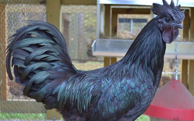 Ayam Cemani for Sale Michigan Grow Up to Be Solid Black