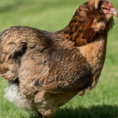 Ameraucana Chickens for Sale Craigslist You Can Call or Text