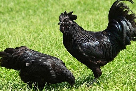 Ayam Cemani for Sale Craigslist and Sorted by User Interest